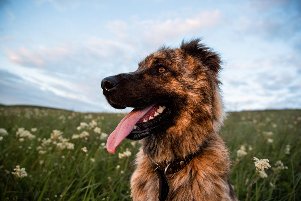 Kada verta kreiptis į veterinarą dėl augintinio elgesio