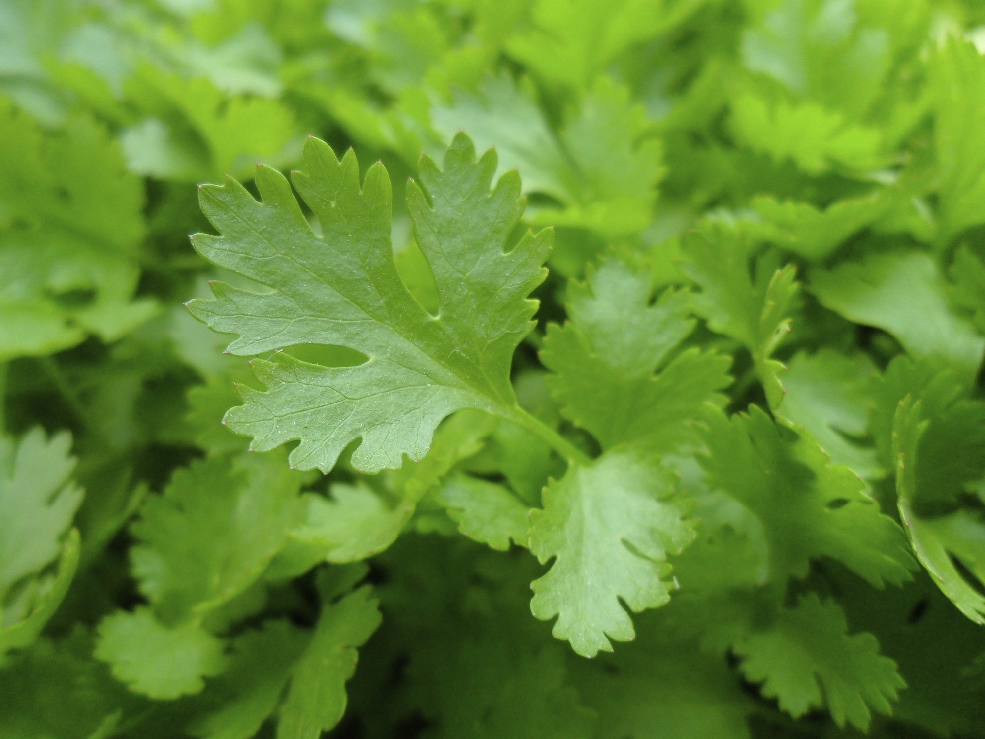 Kalendros prieskoniais praturtinkite savo valgiaraštį