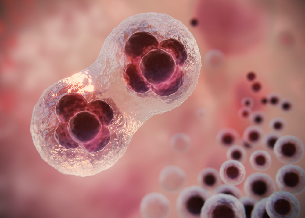 Ką reiškia padidėję monocitai (MONO) kraujyje?