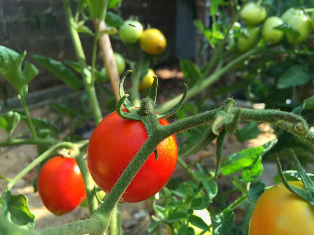 Kodėl sukasi pomidorų viršūnės ir ką tai reiškia?